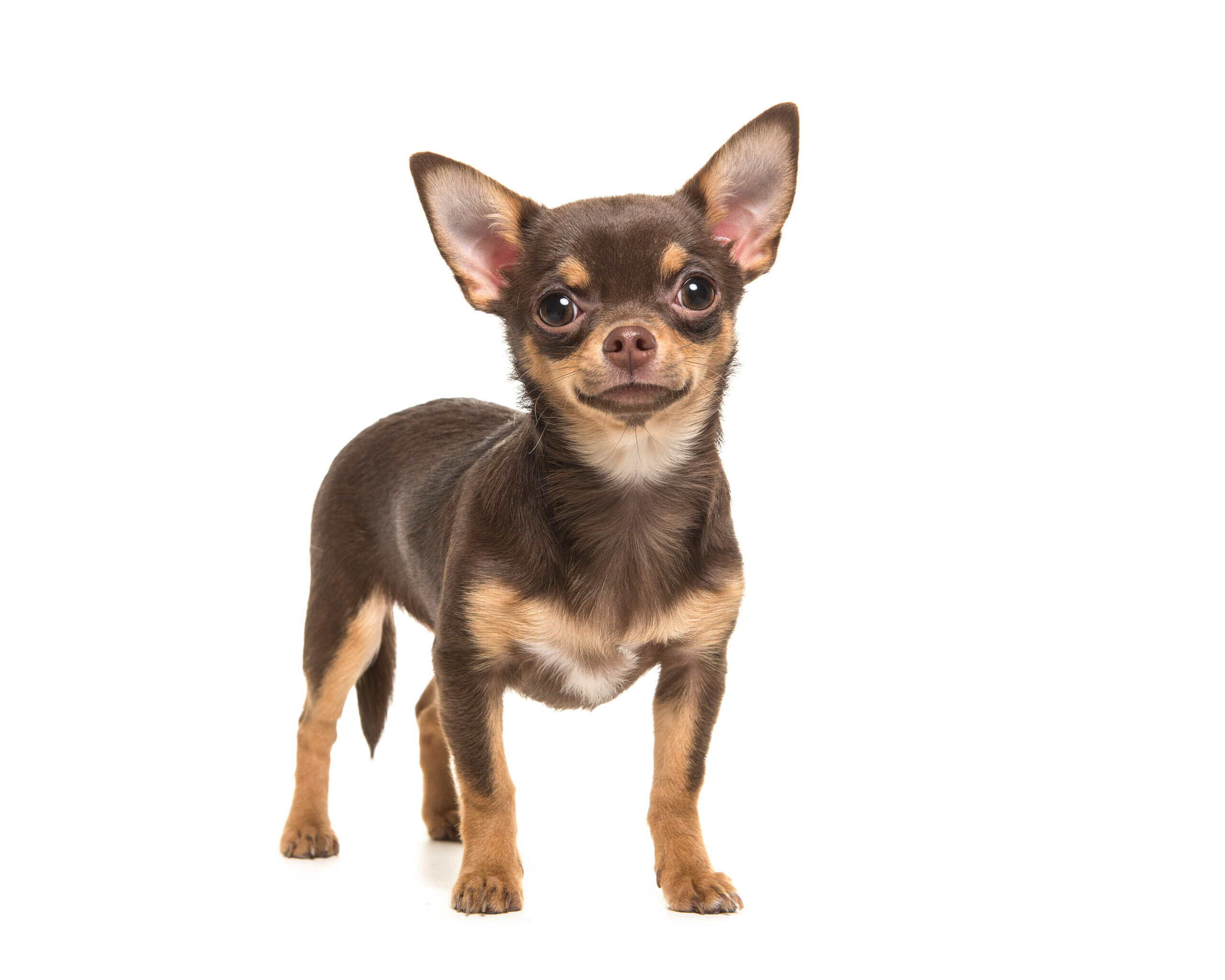 https://truckerdaily.com/wp-content/uploads/2021/12/Chihuahua-for-truck-drivers-scaled.jpeg